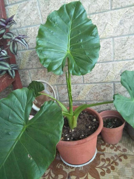 哪些花有毒