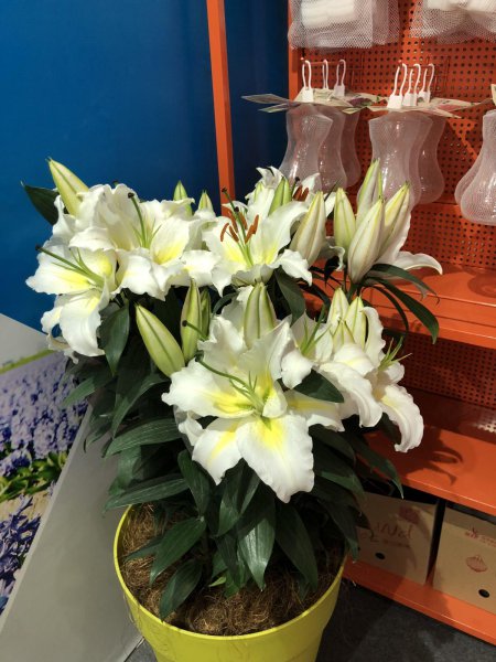 哪些花有毒
