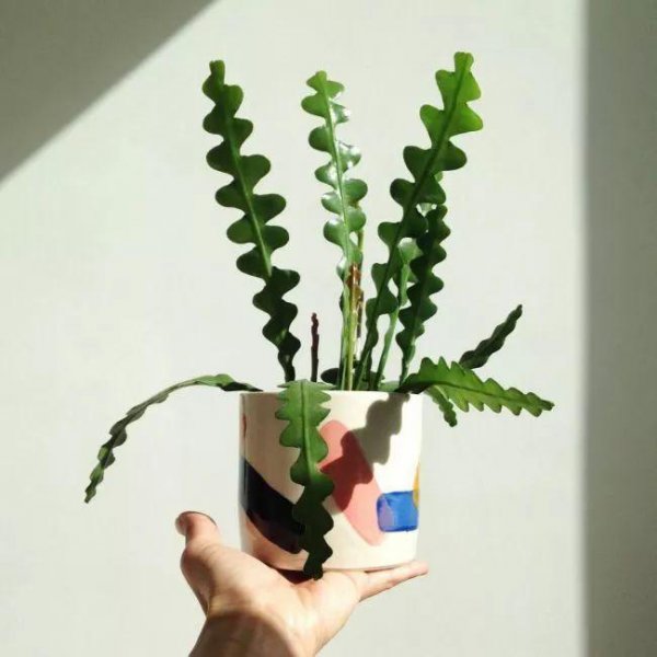 鱼骨令箭盆栽怎么样