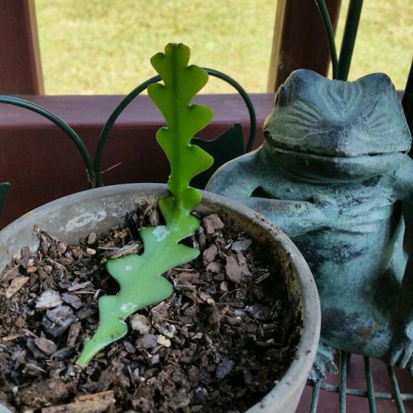 鱼骨令箭盆栽怎么样