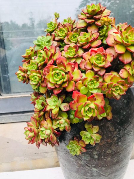新手养多肉要注意什么