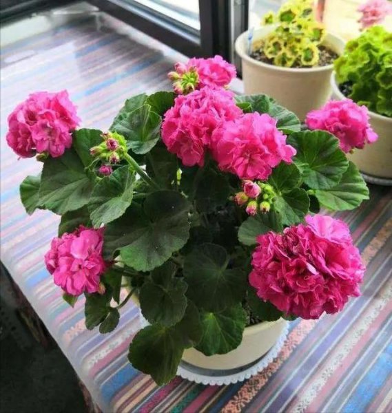 屋里放什么花好？放什么盆栽好？