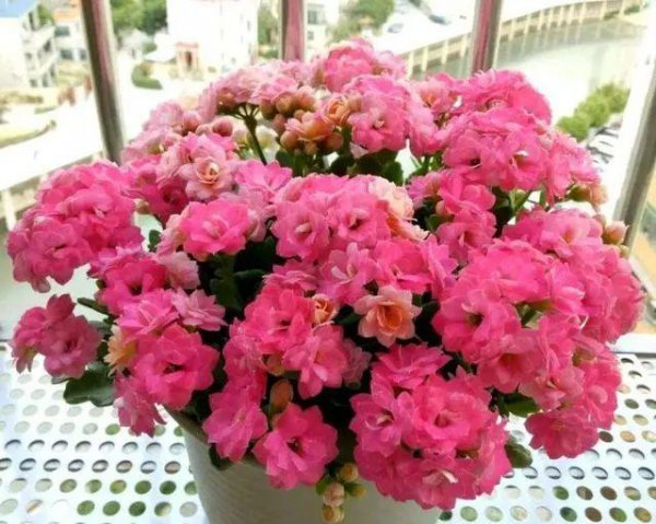 屋里放什么花好？放什么盆栽好？