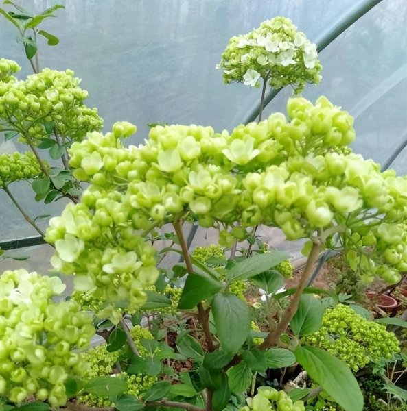 木绣球怎么分辨种类