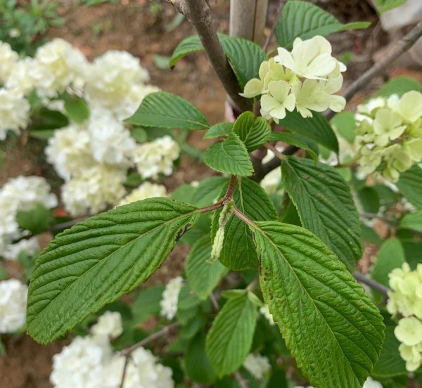 木绣球怎么分辨种类