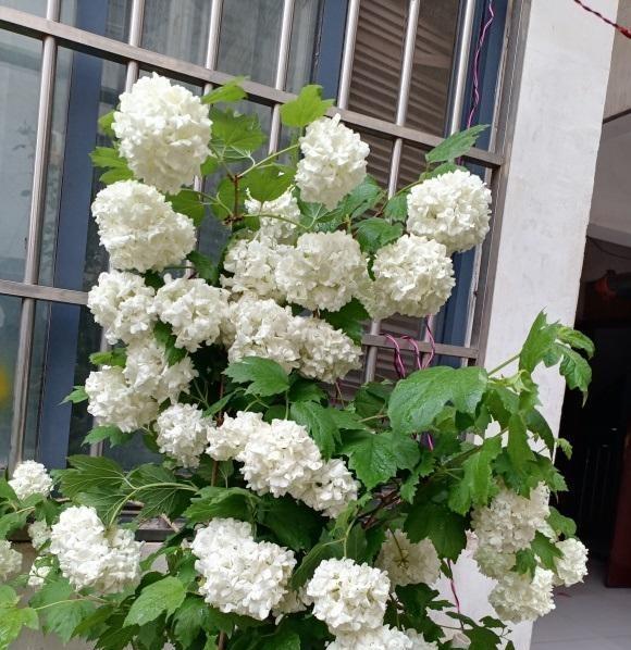 木绣球怎么分辨种类