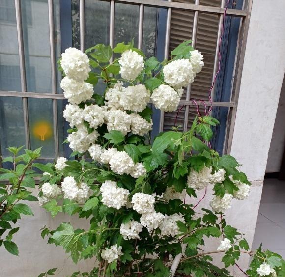 木绣球怎么分辨种类