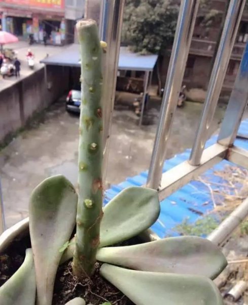 多肉徒长怎么办
