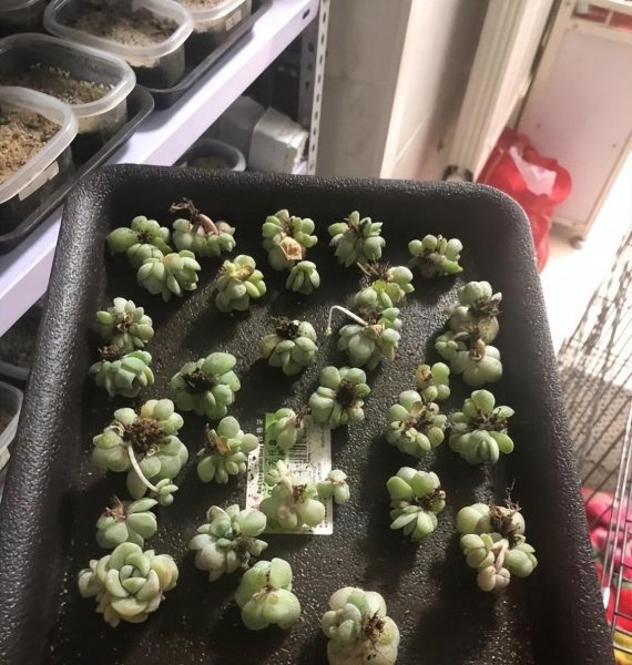 多肉徒长怎么办