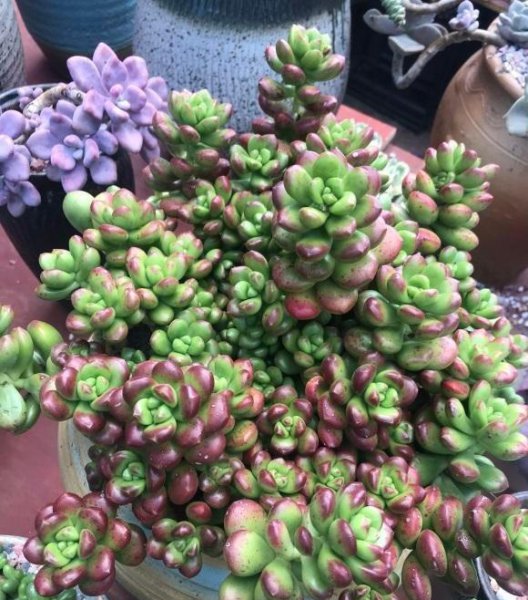 多肉徒长怎么办