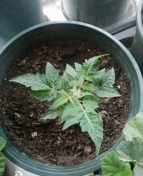 圣女果有哪些品种