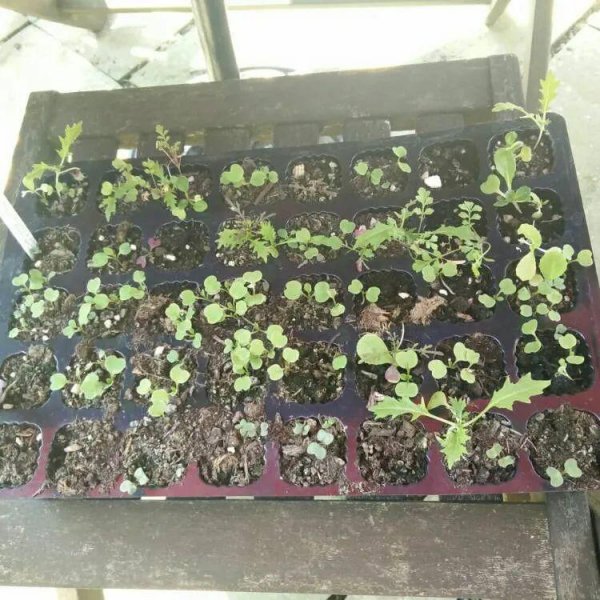 适合11月盆栽的蔬菜有哪些