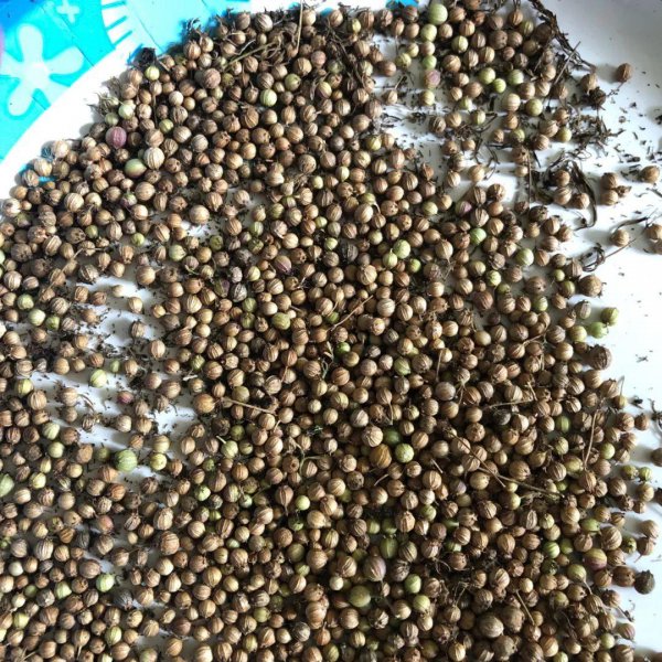 适合11月盆栽的蔬菜有哪些