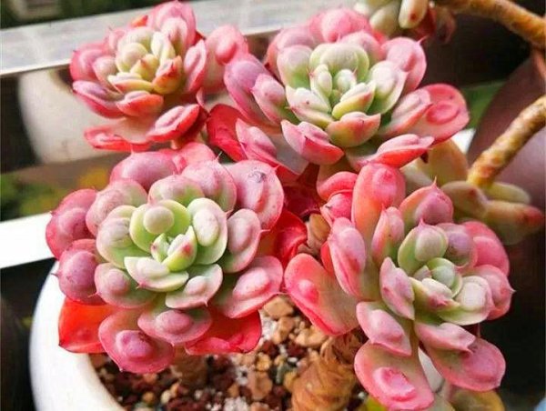 雨滴多肉植物能不能淋雨