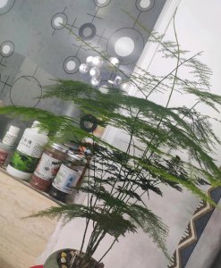 什么花喜欢雨水淋 盘点5种淋雨后越长越旺的花卉
