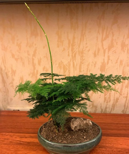 什么花喜欢雨水淋