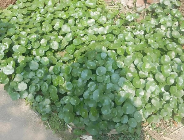 什么花喜欢雨水淋