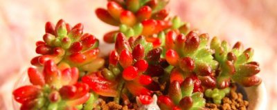 虹之玉夏天怎么养 详解虹之玉夏季正确养护方法