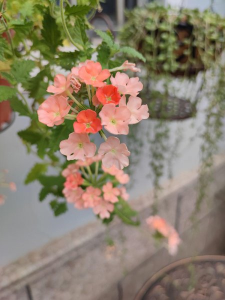 垂吊花卉有哪些好种的