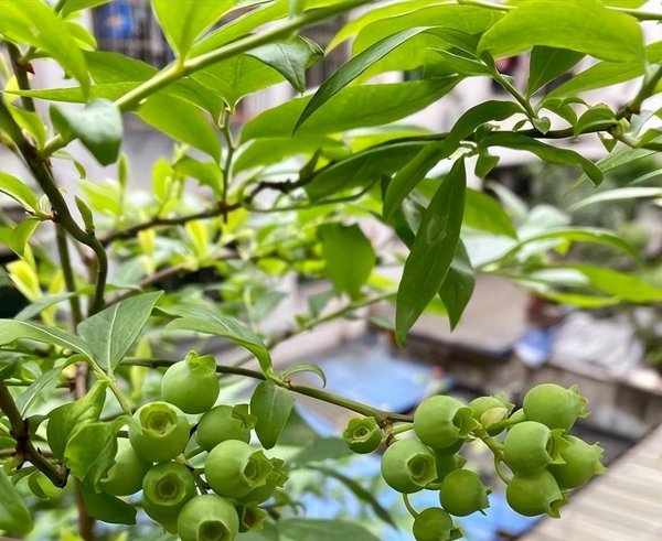 阳台怎么养蓝莓