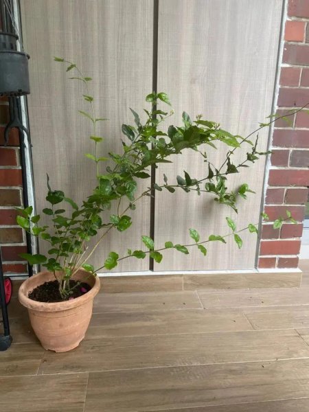 盆栽茉莉不开花怎么办