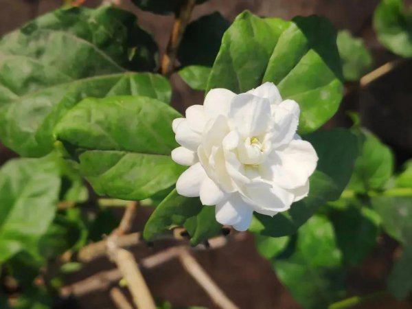 盆栽茉莉不开花怎么办
