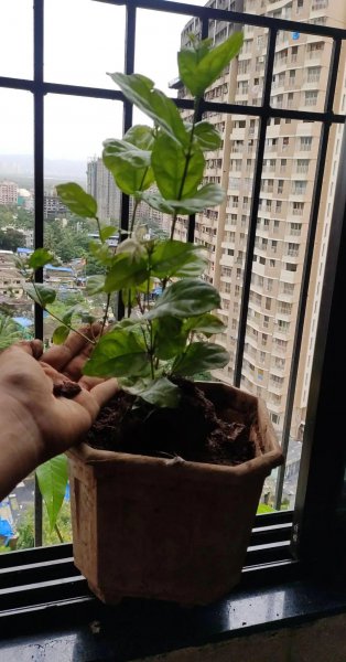 盆栽茉莉不开花怎么办