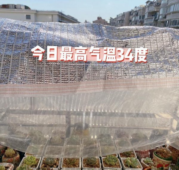 露台可以养多肉吗