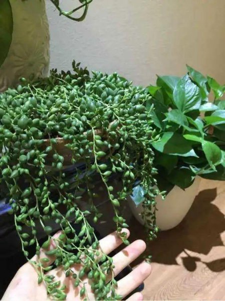 吊着养的多肉有哪些