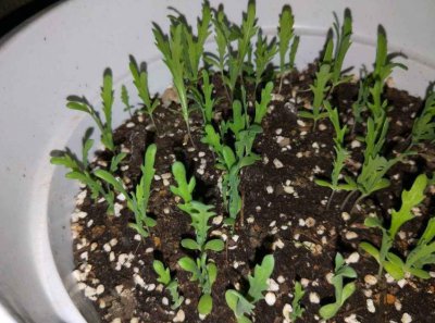 茼蒿菜家里怎么养殖 详解茼蒿菜室内盆栽种植方法