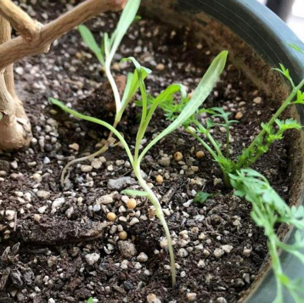 茼蒿菜家里怎么养殖