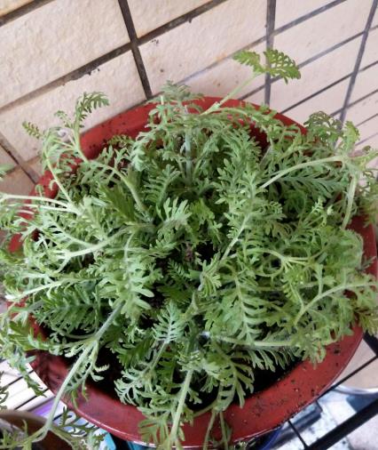 茼蒿菜家里怎么养殖
