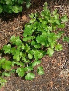 香菜种子植盆栽怎么种植 室内香菜种植栽培方法