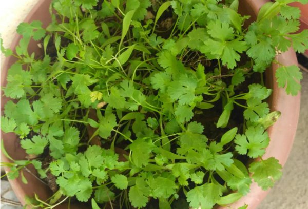 香菜种子植盆栽怎么种植