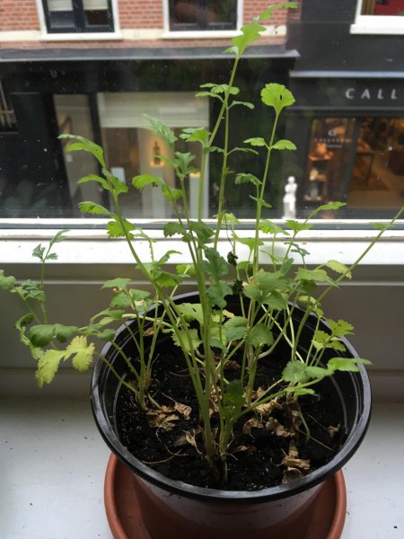 香菜种子植盆栽怎么种植