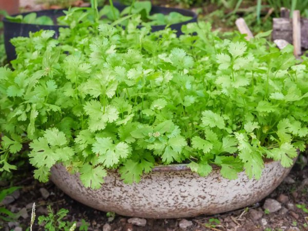 香菜种子植盆栽怎么种植