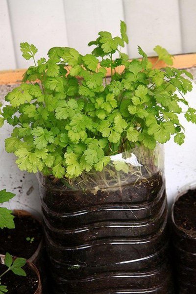 香菜种子植盆栽怎么种植