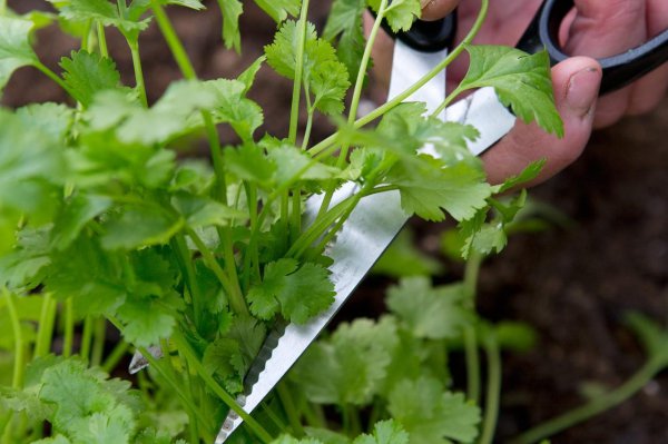 香菜种子植盆栽怎么种植