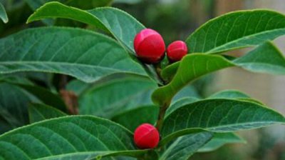 盆栽茶花怎么施肥 盆栽茶花施肥注意事项