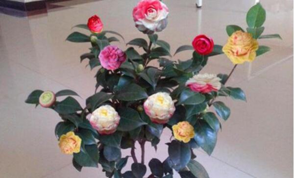 盆栽茶花怎么施肥