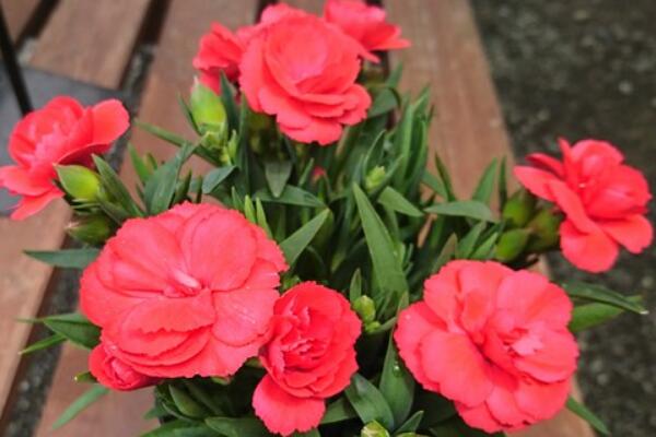 盆栽茶花怎么施肥