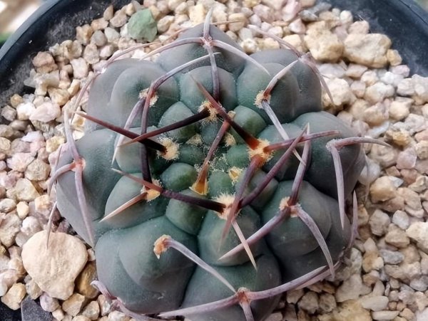 刚买的仙人球要注意什么