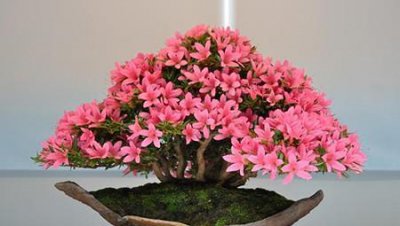 杜鹃花怎么修剪成盆景 杜鹃花盆景修剪方法步骤