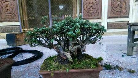 杜鹃花怎么修剪成盆景