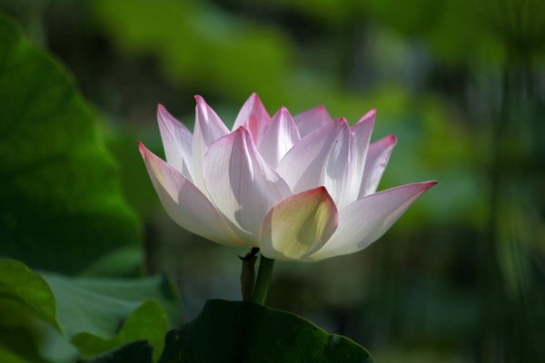 图解荷花的生长过程