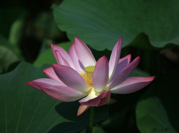 图解荷花的生长过程