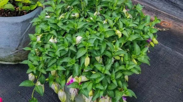 花期最长的植物有哪些