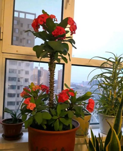 花期最长的植物有哪些