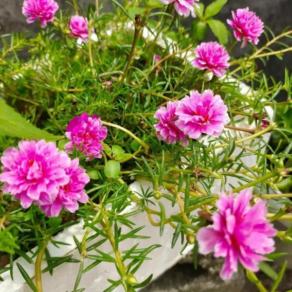 花期最长的植物有哪些