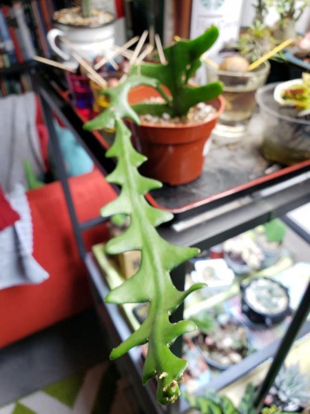 盆栽鱼骨令箭怎么养殖